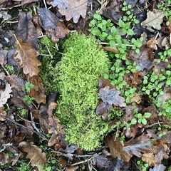 Ptychostomum capillare