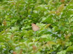 Hermeuptychia hermes