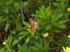 Anthanassa drusilla