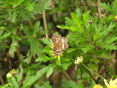 Anthanassa drusilla