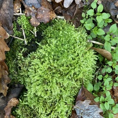 Ptychostomum capillare