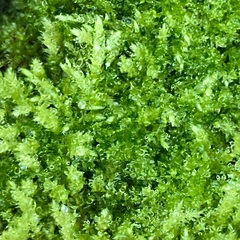 Ptychostomum capillare