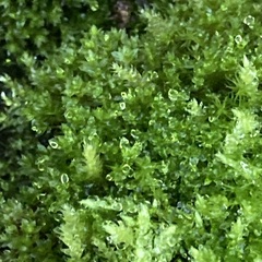 Ptychostomum capillare