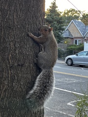 Sciurus carolinensis