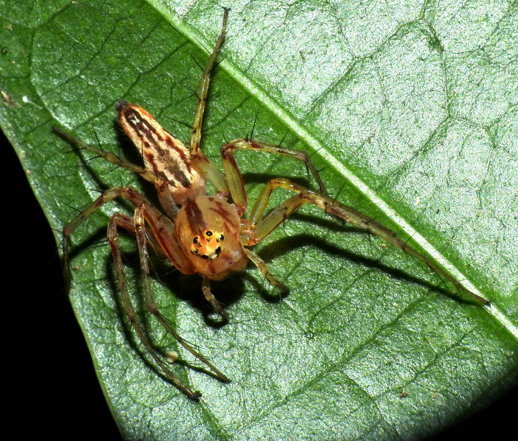 Oxyopes incertus