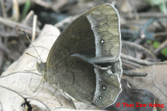 Mycalesis suaveolens