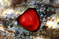 Actinia mediterranea