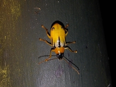 Metaxyonycha weyrauchi