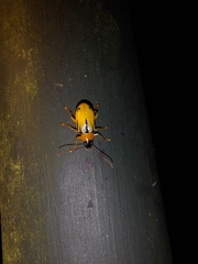 Metaxyonycha weyrauchi