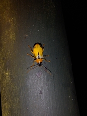 Metaxyonycha weyrauchi