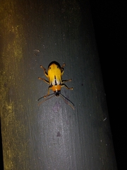 Metaxyonycha weyrauchi