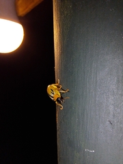 Metaxyonycha weyrauchi