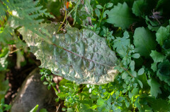 Podosphaera erigerontis-canadensis