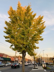 Ginkgo biloba