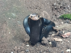 Naja sputatrix