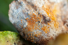 Hypomyces polyporinus