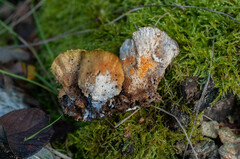 Hypomyces polyporinus