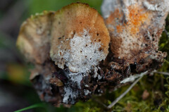 Hypomyces polyporinus