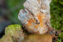 Hypomyces polyporinus