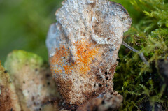 Hypomyces polyporinus