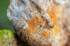 Hypomyces polyporinus