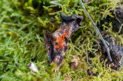 Hypomyces polyporinus