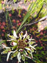 Disa bivalvata