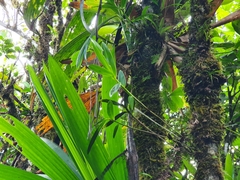 Epidendrum mutelianum