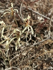 Pelargonium fergusoniae