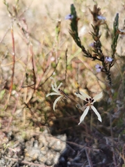 Pelargonium fergusoniae