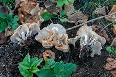 Clitocybe amarescens