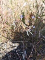 Pelargonium fergusoniae