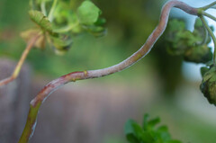 Podosphaera euphorbiae