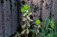 Podosphaera euphorbiae