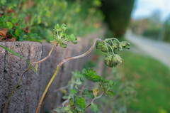 Podosphaera euphorbiae