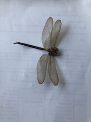 Gynacantha
