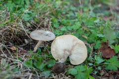 Melanoleuca