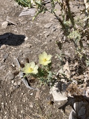 Argemone ochroleuca