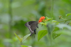 Papilio crino