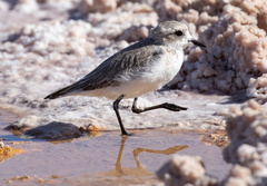 Charadrius alticola