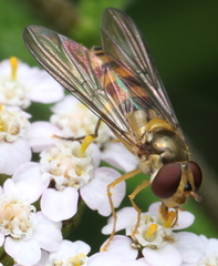 Meliscaeva cinctella