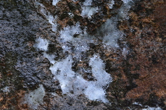 Herennia multipuncta