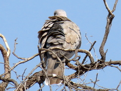 Streptopelia capicola damarensis