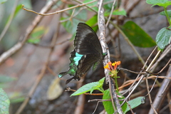 Papilio crino