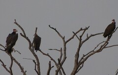 Trigonoceps occipitalis