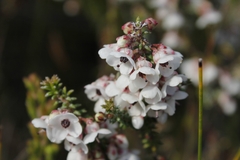Erica corydalis
