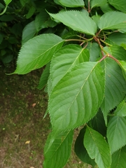 Prunus serrulata