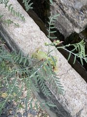 Lessertia frutescens