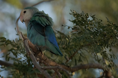 Agapornis roseicollis