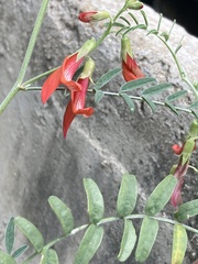 Lessertia frutescens